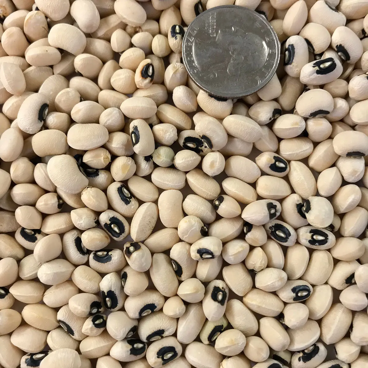 Black white Eye Cowpea Beans wholesale
