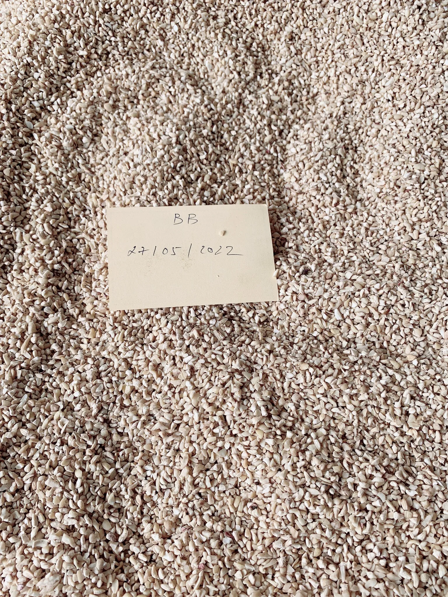 VIETNAM RAW DRY CASHEW NUTS KERNELS - SWP -  small White Pieces grade - Packaging in PE  vacucuum, Tin /Cartons