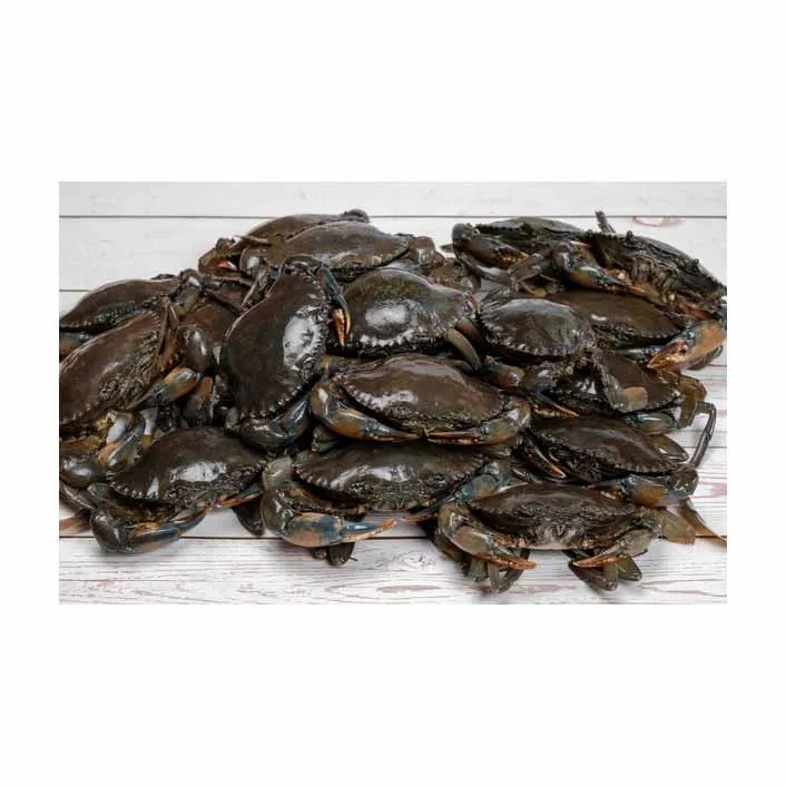 Premium quality fresh mud crab available for direct purchase perfect for culinary dishes.