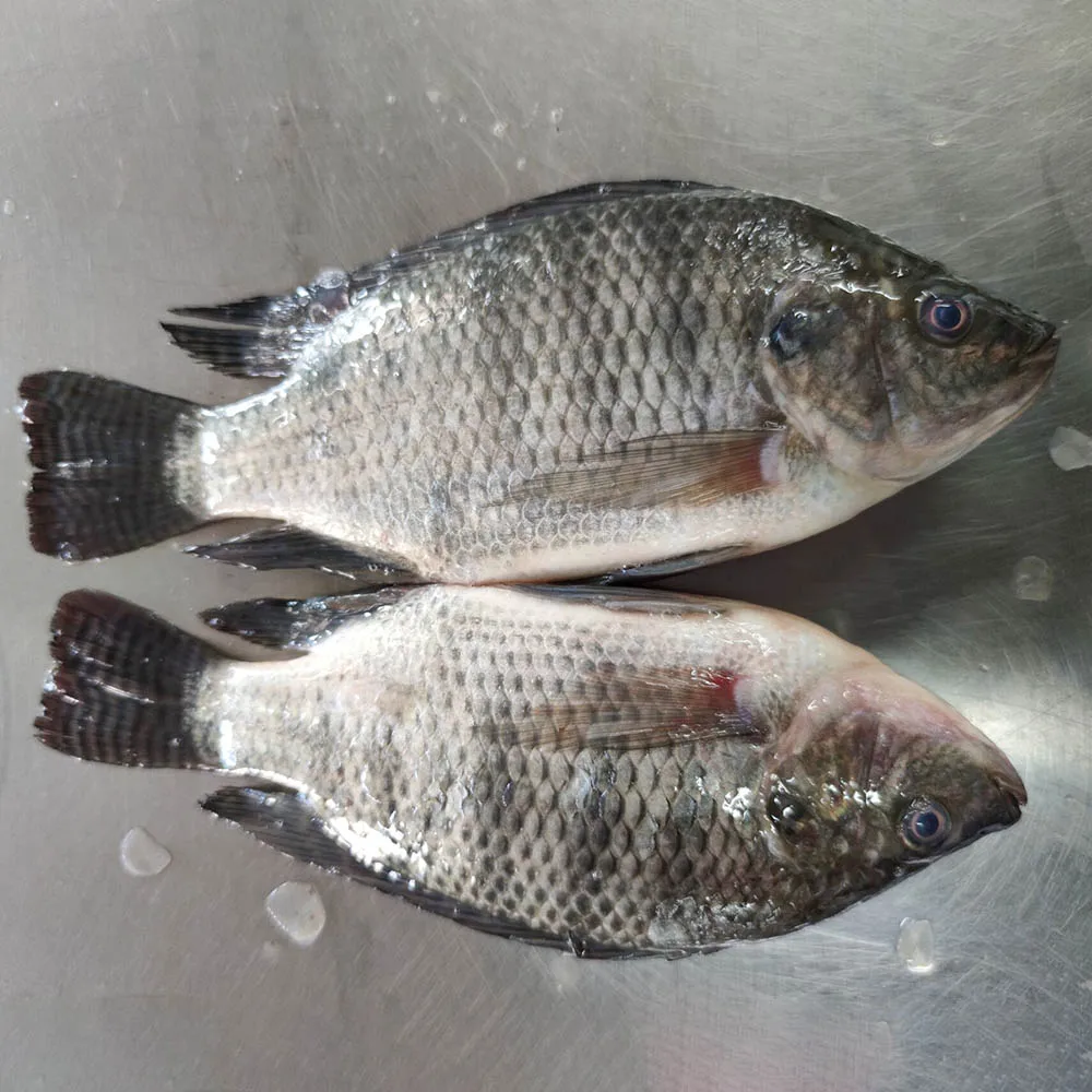Wholesale seafood top quality fresh fish frozen whole tilapia France