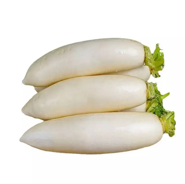 Fresh White Radish Crispy Turnip Vegetable Supply Quality Chinese Style GAP Color Weight Shelf Origin T