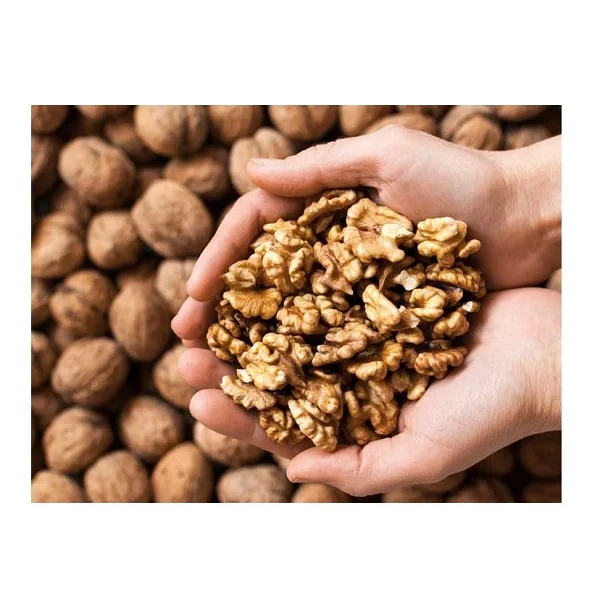 Affordable Macadamia Nuts for Sale High Quality Gourmet Snack Perfect for Health Enthusiasts Bulk Discounts Available