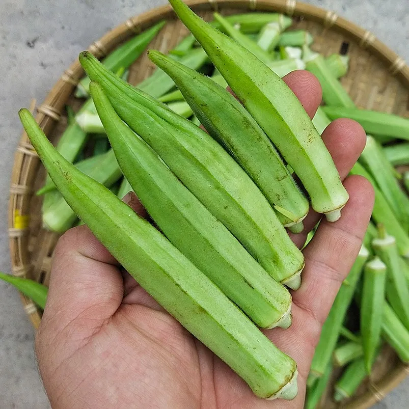 New Arrival Fresh Okra Vegetable Fresh green okra supplier in bulk cheap price okra for sale