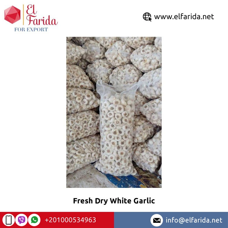 Ведущий поставщик и экспортер египетского чеснока-натуральные овощи свежий сухой белый чеснок по оптовой цене