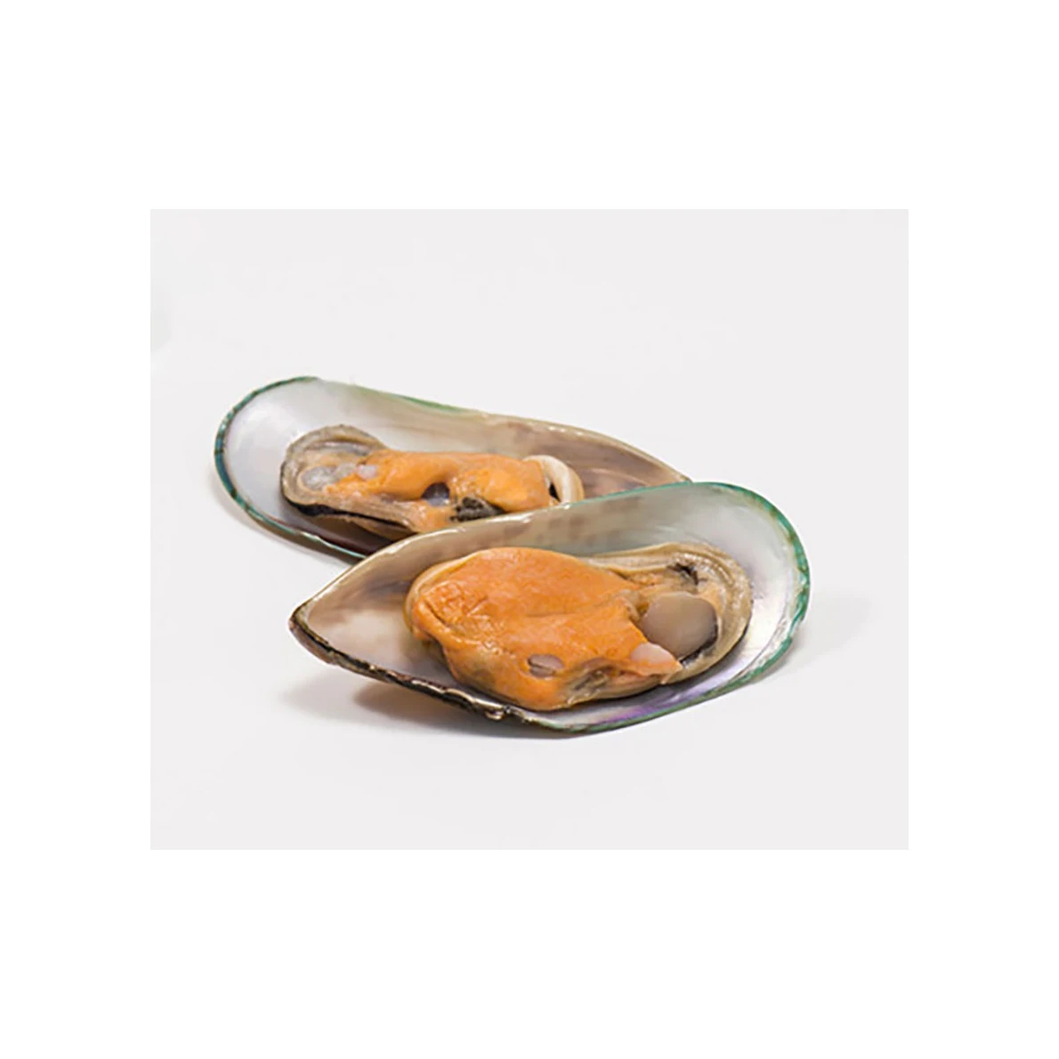 HOT Selling Frozen Shellfish Mussels High manufacturer Best material With cheap rate