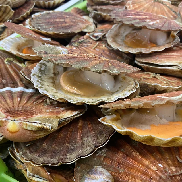 FROZEN WHOLE KING SCALLOP (PECTEN MAXIMUS)