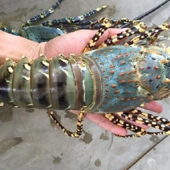 Lobster Tails, Frozen Lobsters, Frozen Shrimps