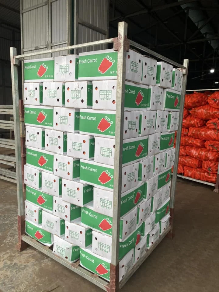 Свежие овощи, новый урожай, оптовая цена, свежие моркови, органическое происхождение вьетнам