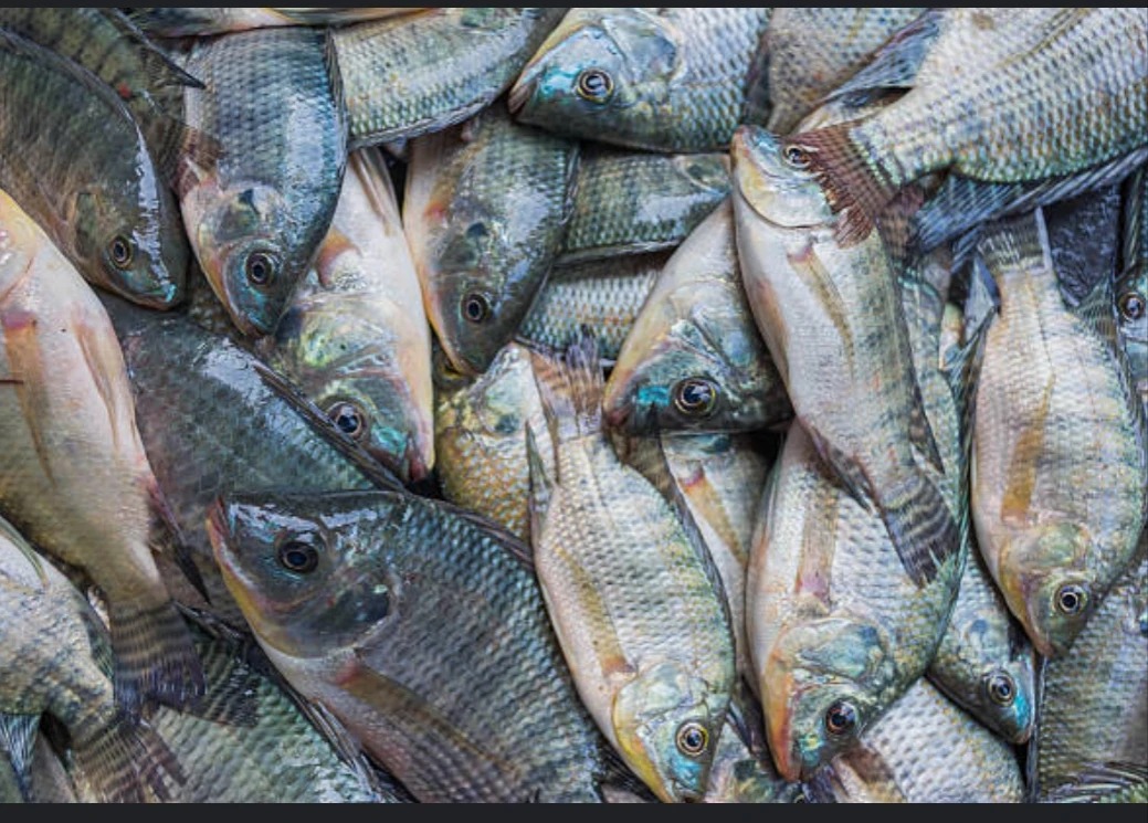Frozen tilapia fish for sale in bulk with customized packing we sell at very low prices all over the world