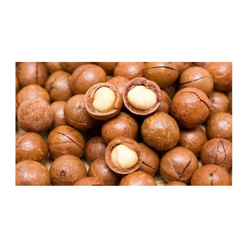Supervior Quality Macadamia Nuts With Shell Raw Organic Bulk Nuts Macadamia Nuts Wholesales From Viet Nam