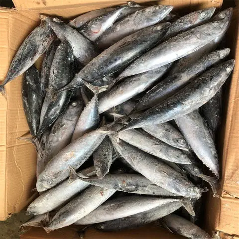 Best price Fresh Frozen Bonito Tuna Fish Exporter