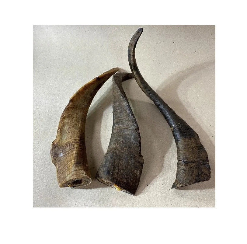 Authentic Handcrafted Kudu & Ram Goat Shofar Horn Polished Indian Cultural Artifacts for Rituals & Historical Purposes