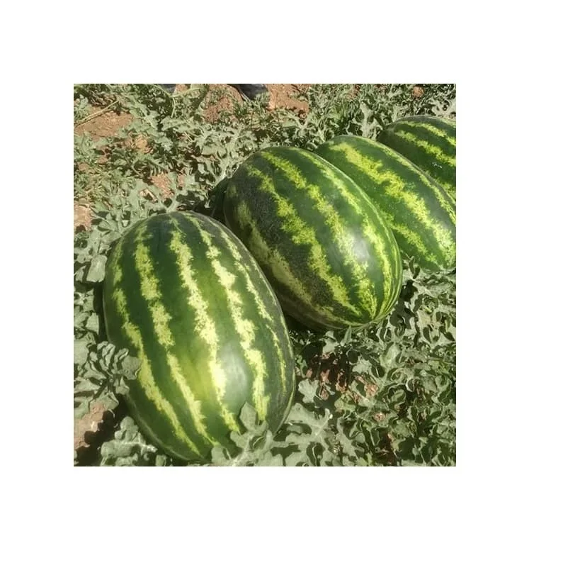 Wholesale Manufacturer and Supplier From Thailand Fresh sweet watermelon High Quality Cheap Price