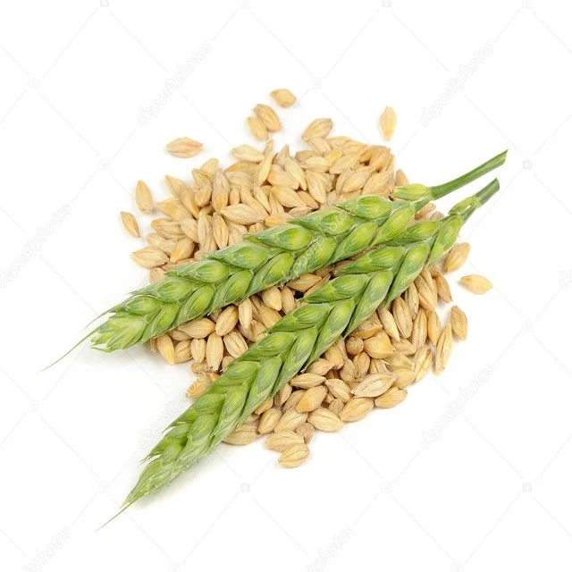 Non-GMO Barley Grain Seeds for Sale | 25 kg Whole Grain Barley - Ottawa Valley Grain Products