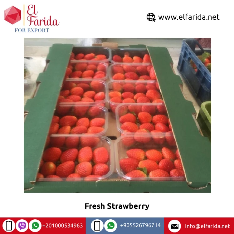 Egypt Origin Supplier of 100% Natural and Sweet Fresh Fruit Red Fresh Strawberry for Wholesale Purchase