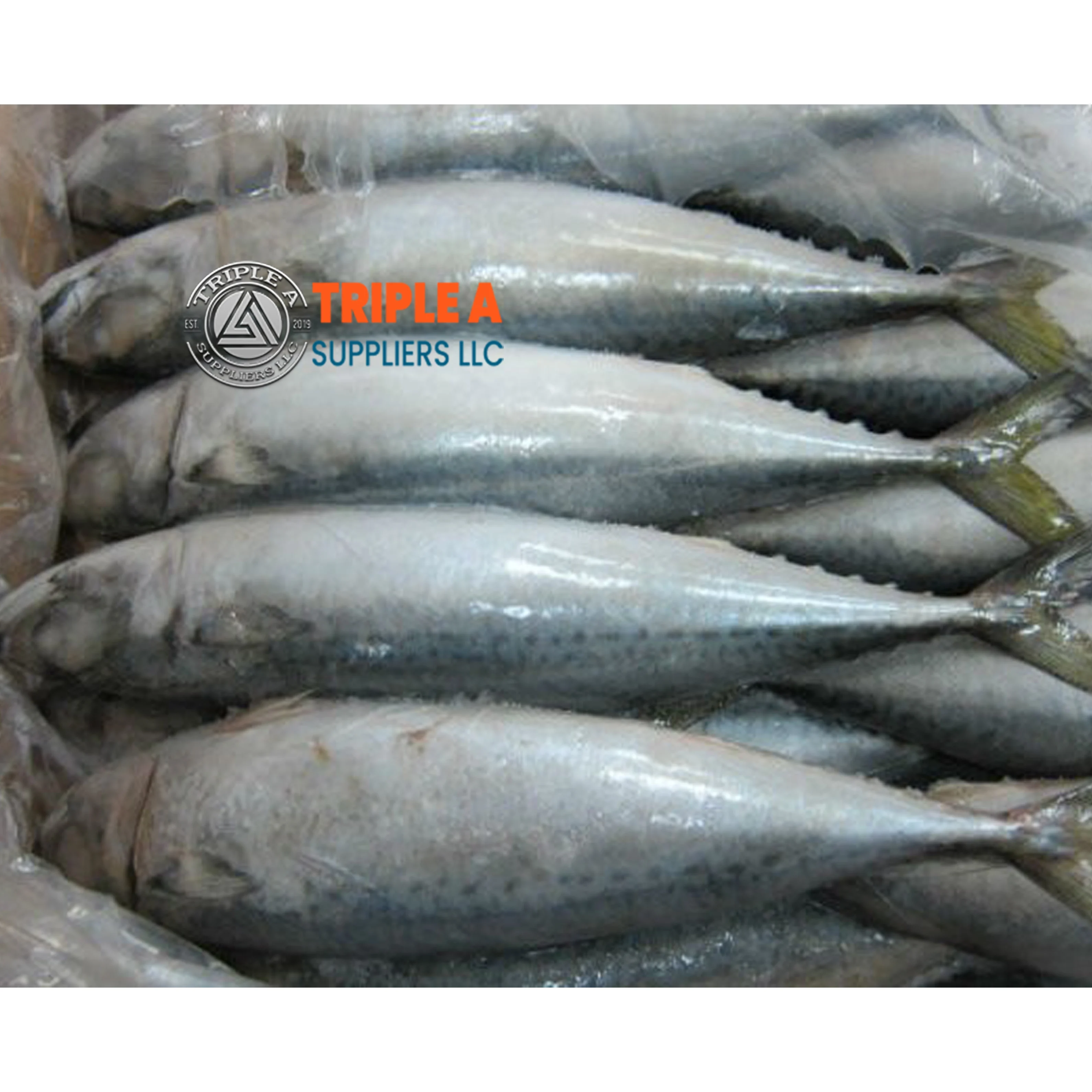 Top Premium Frozen Mackerel For Canned Food Mackerel Fish Bulk Hot Sale Seafood Frozen Whole Round Pacific Fish