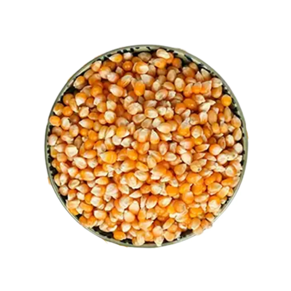 Superb Quality For Sale Yellow Corn Animal Feed Yellow Corn Available At Affordable Price