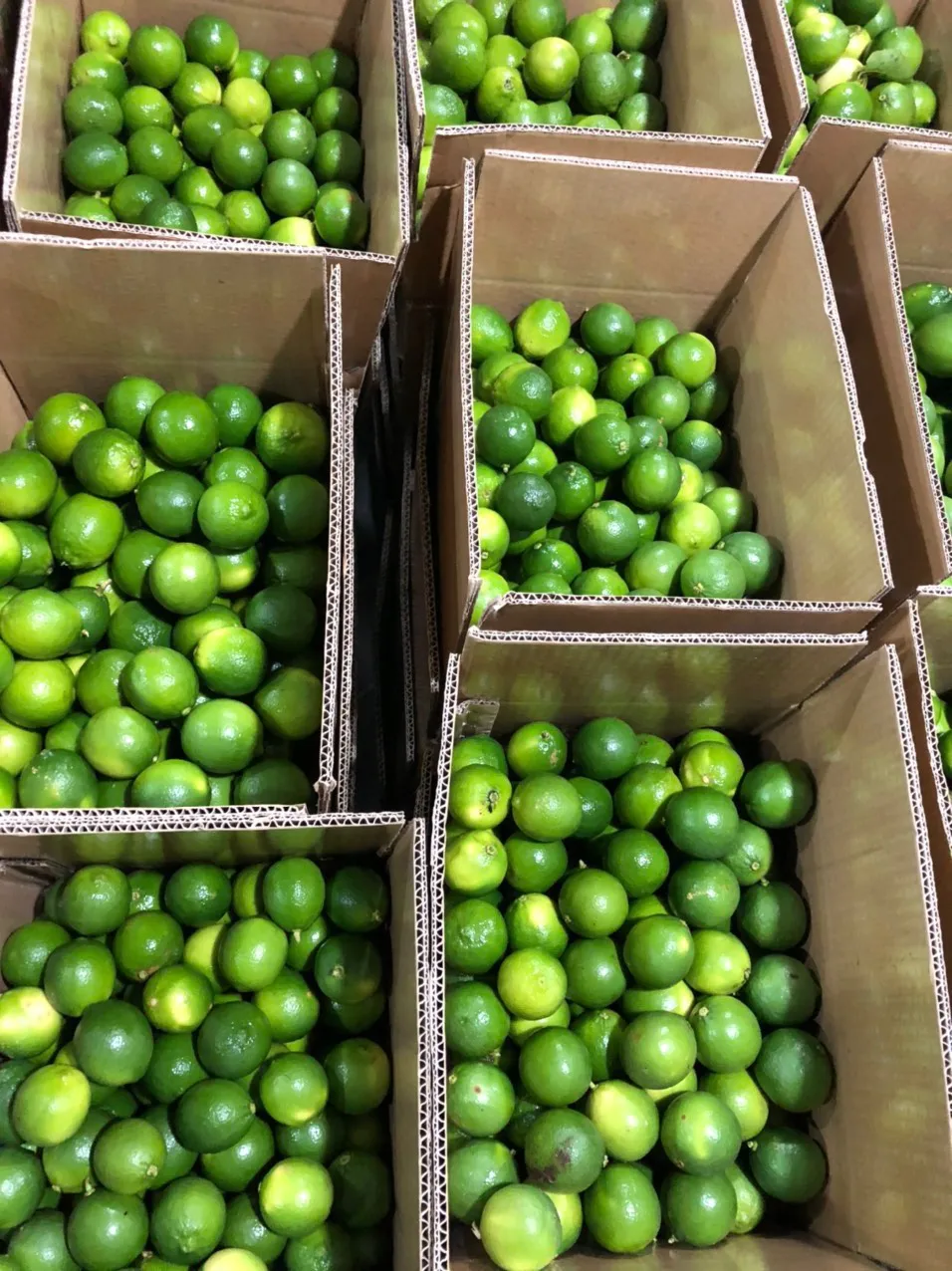 Wholesale price lemon fresh fruit fresh lemon for sale  Green Sour Taste Seedless Lemon Lime From Vietnam