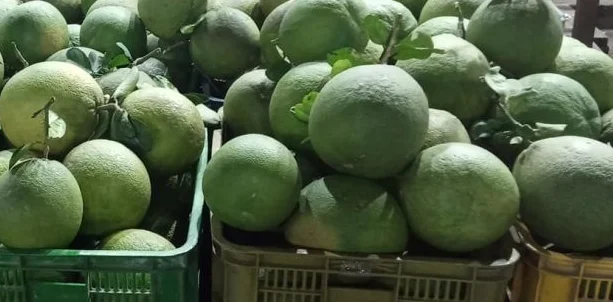 Green skin citrus grapefruit Vietnam Origin Type Full Size Grade Product Fresh Fruit pomelo  red flesh ready to export