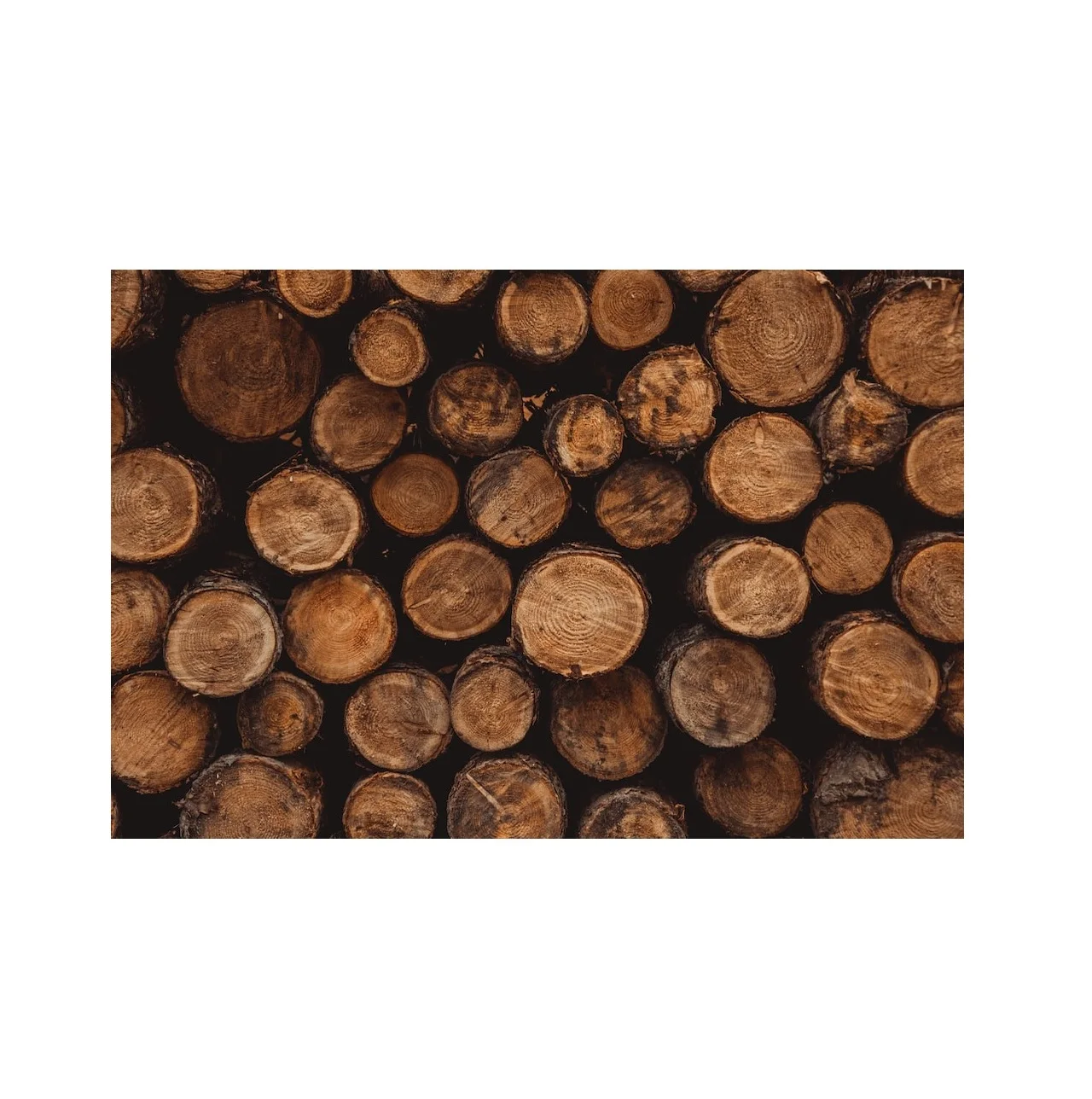 Original Quality Hard Wood Round Logs Wholesale Best Price