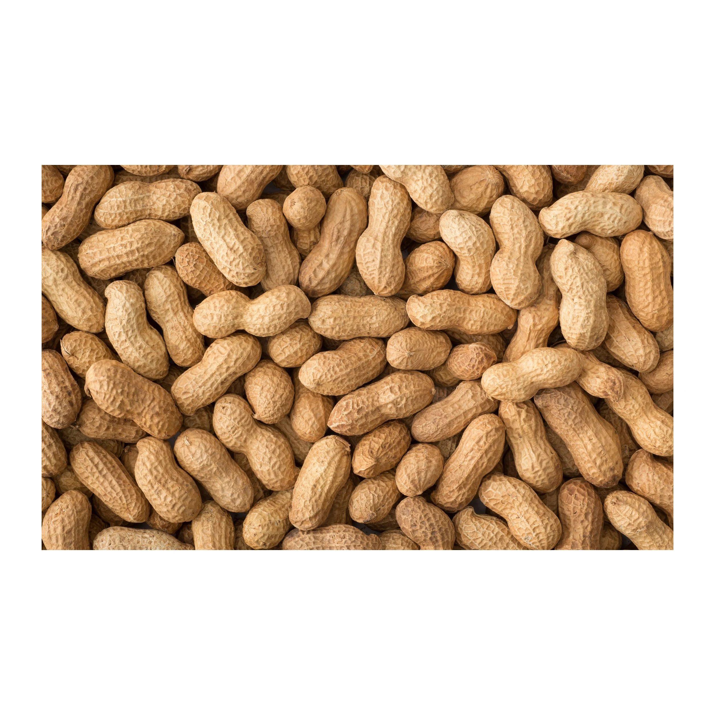 Buyers For Wholesale Jumbo Raw Peanuts High Quality Natural Bold Blanched Peanuts Kernels