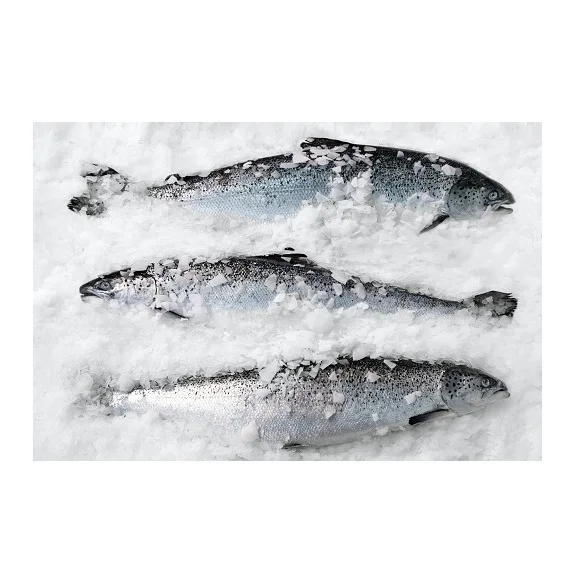 Salmon / Fresh Frozen Salmon Fish