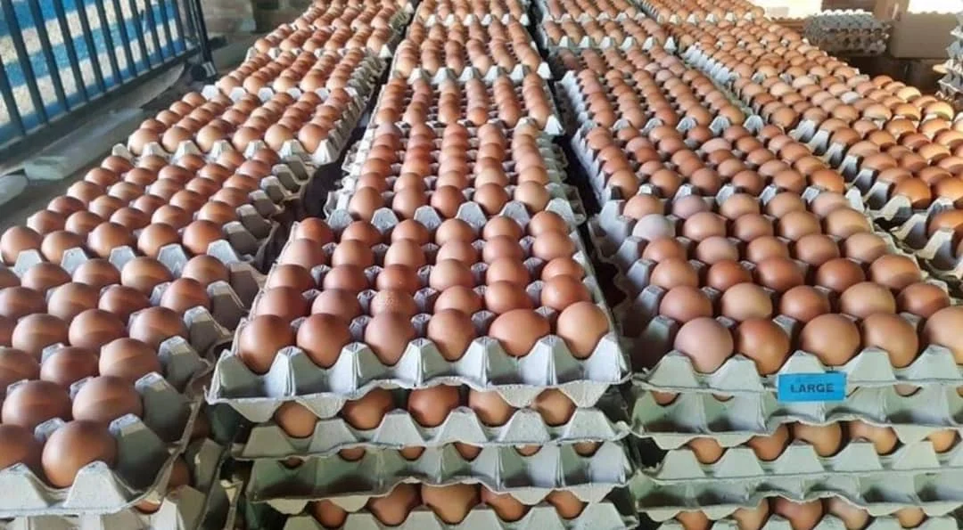 Fresh Organic White Chicken Eggs Competitive Price Wholesale Farm Fresh Chicken Table Eggs for human consumption /  Chicken Eggs