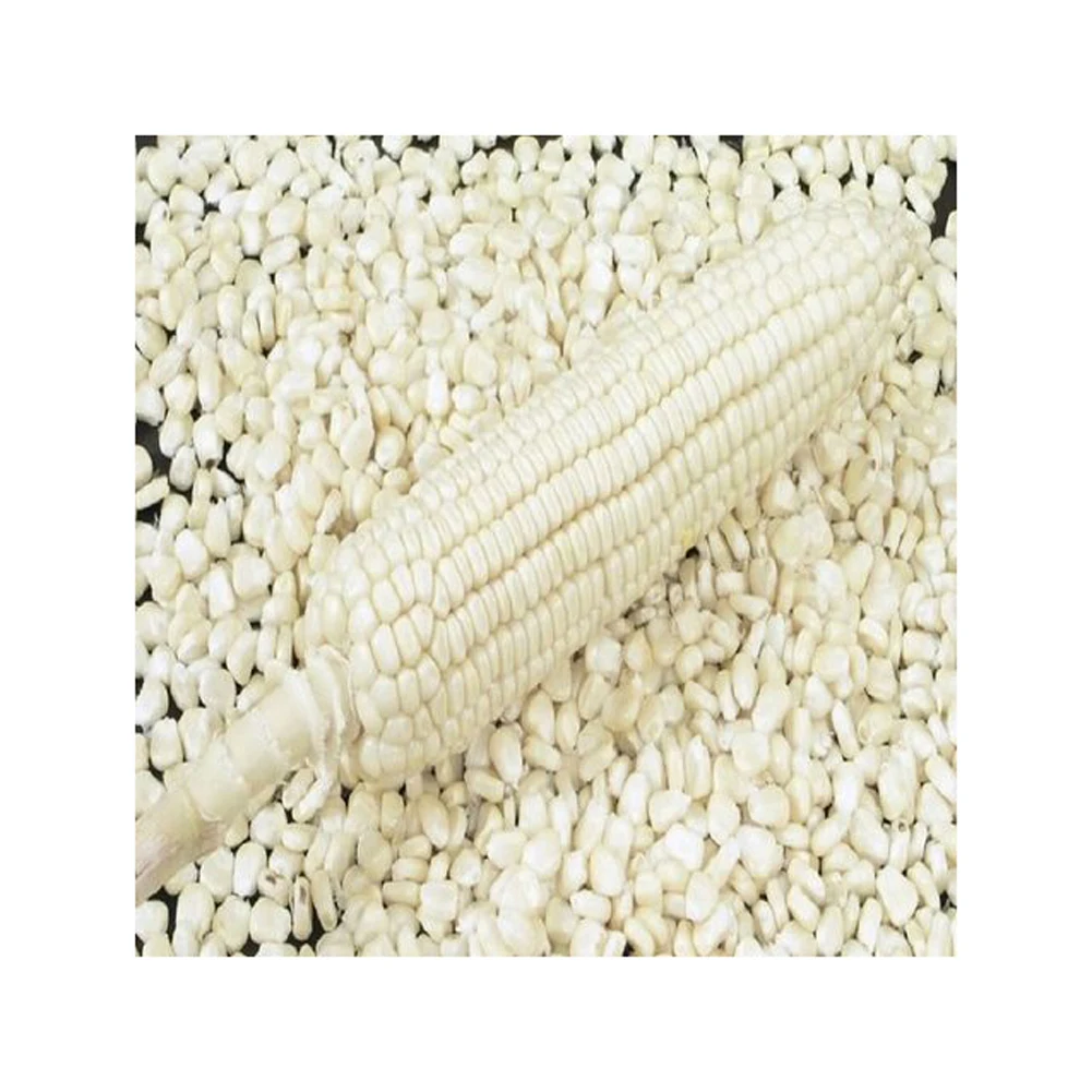 Non-GMO White Corn & White Corn/Maize for Human & Animal Feed for sale