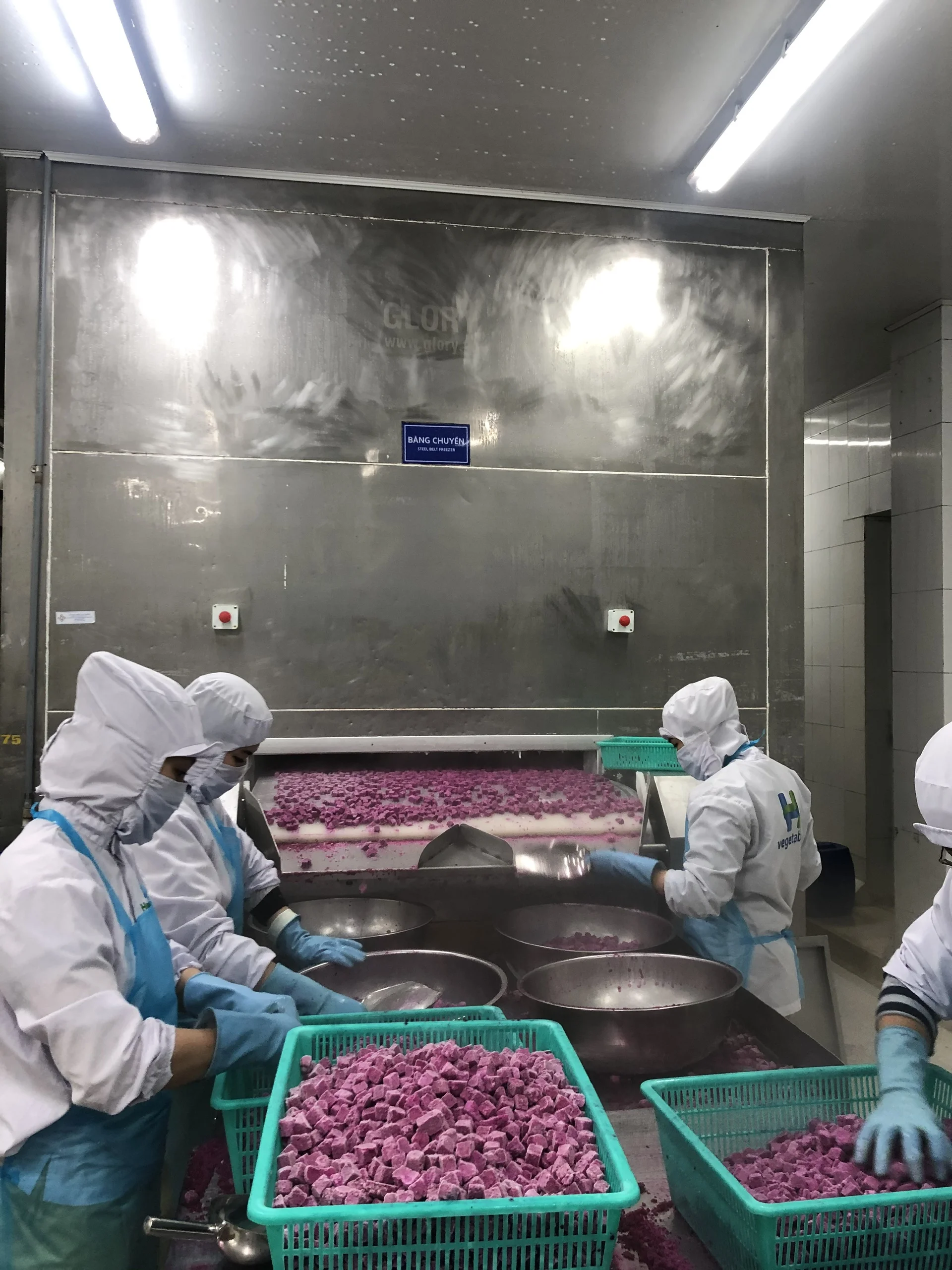 Best Selling High Quality Different Size Frozen Red Dragon Fruit (Pitaya) with Global GAP Certificate from Vietnam