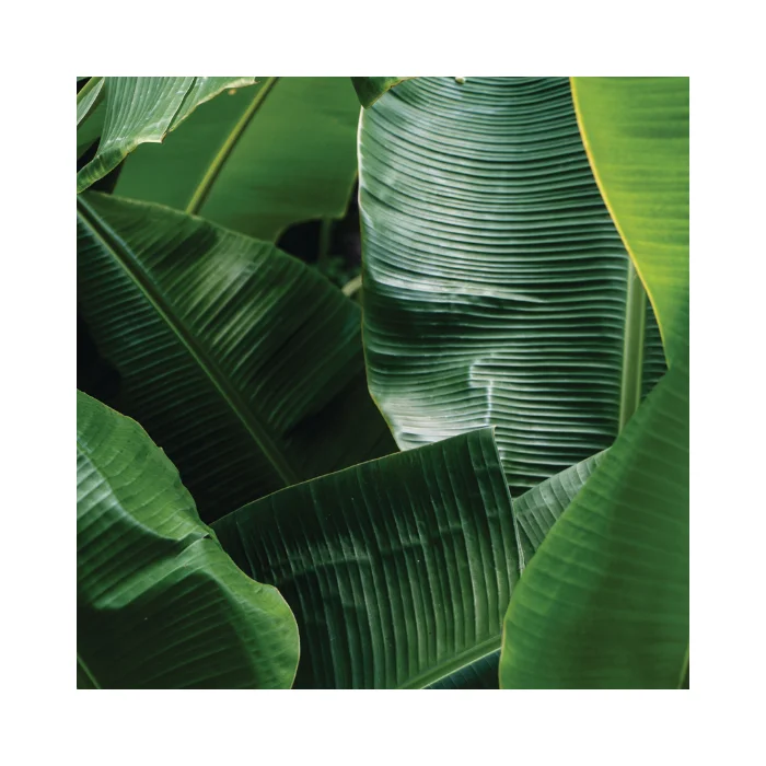 Organic Banana Leaves - Fresh, Clean, and Sterilized - Wholesale Prices from Vietnam