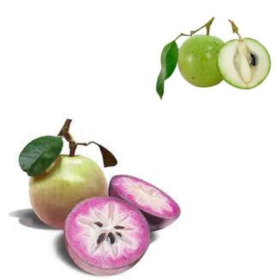 The Best Fresh Star Apple Sweet Taste Vietnamese Fresh Purple Star Apple red Star Apple White Star Apple Export Fruit