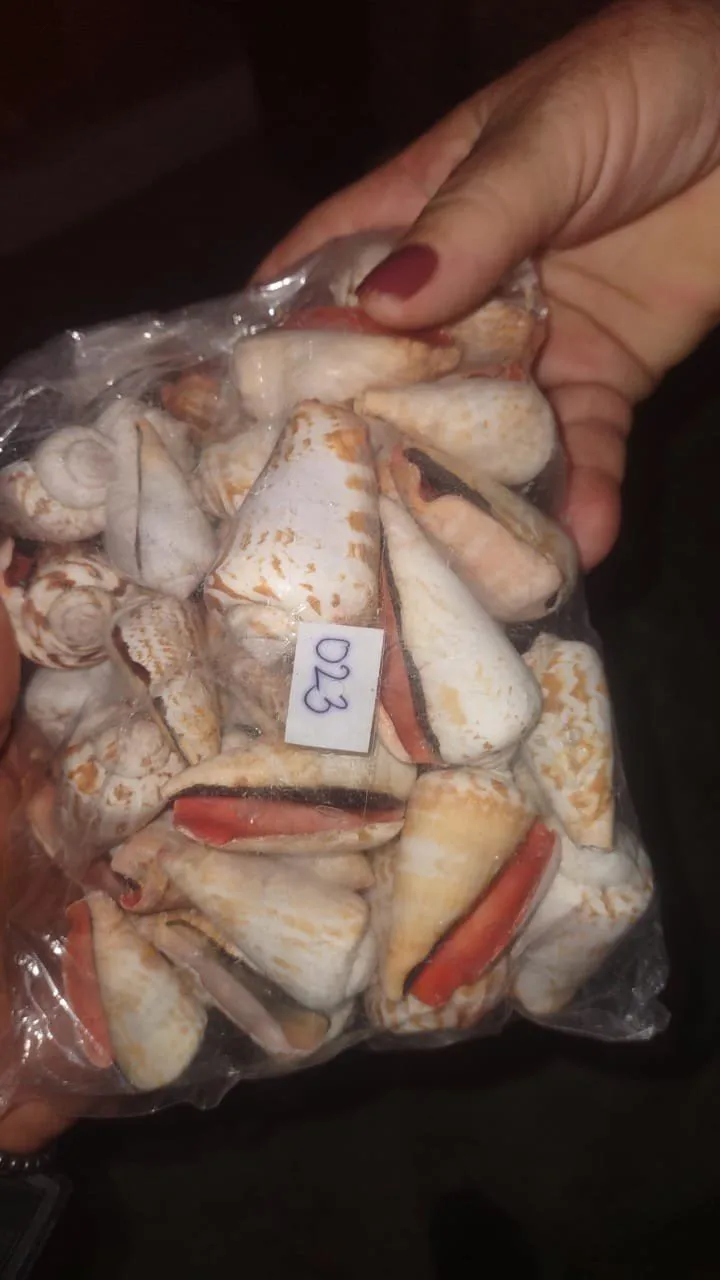 Морские ракушки смешанные пляжные разных размеров разноцветные гребешка-высокое качество красивая форма и низкая цена на экспорт