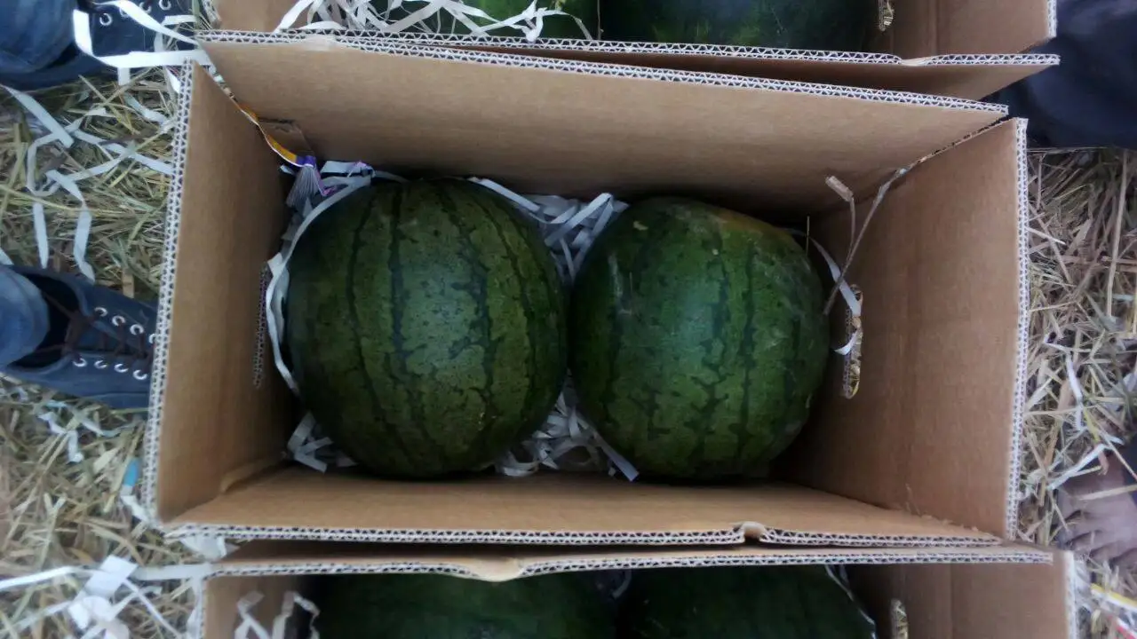 Fresh red/yellow/seedless watermelons for sale , ready to export from egypt , watermelon fruit