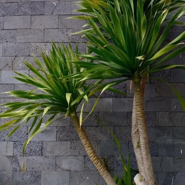 Lava Stone Tile Paver For Sale Antique Portugal Stone Wooden Time Surface Packing Big Natural Rock