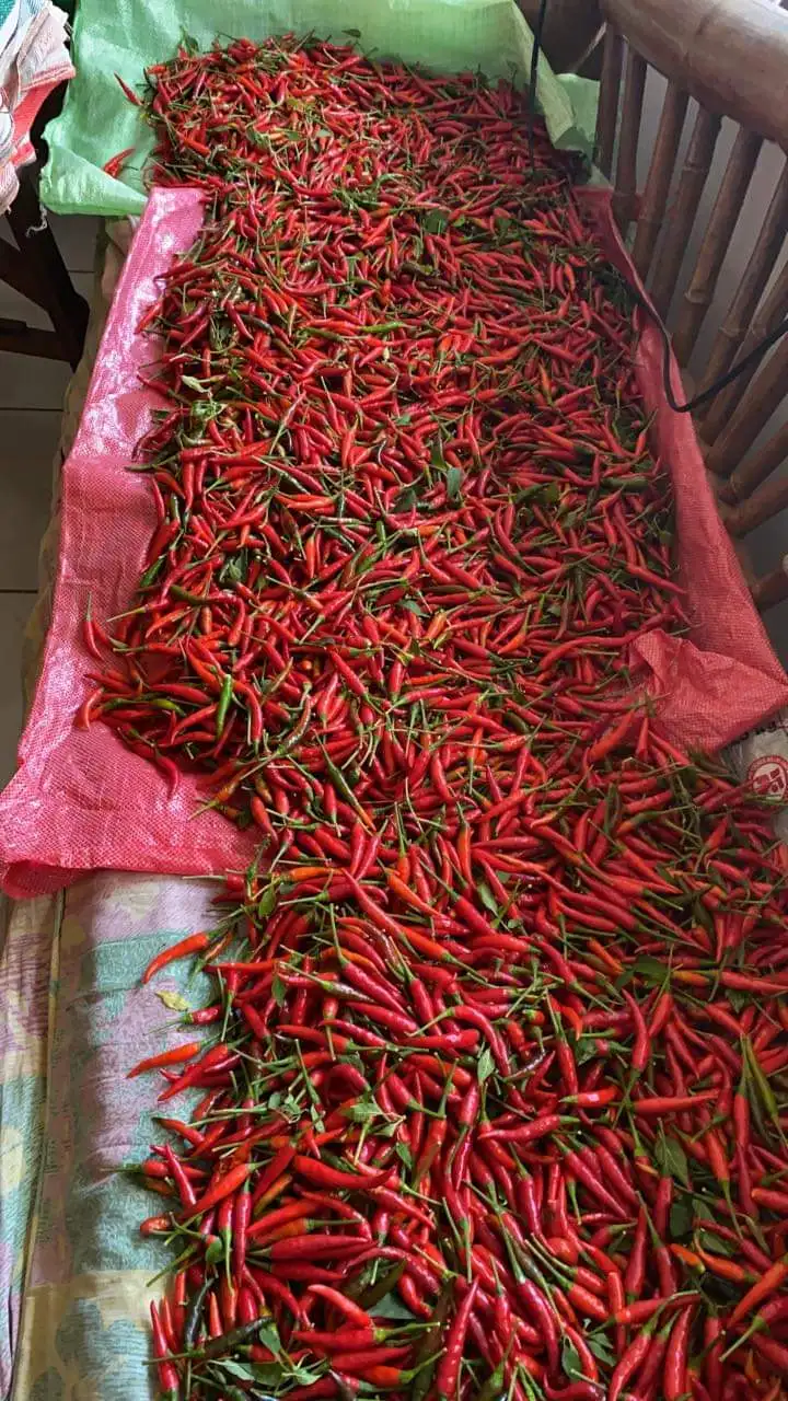 Hot Red Pepper 100% Dried Stem Free Very Good Price From Thailand