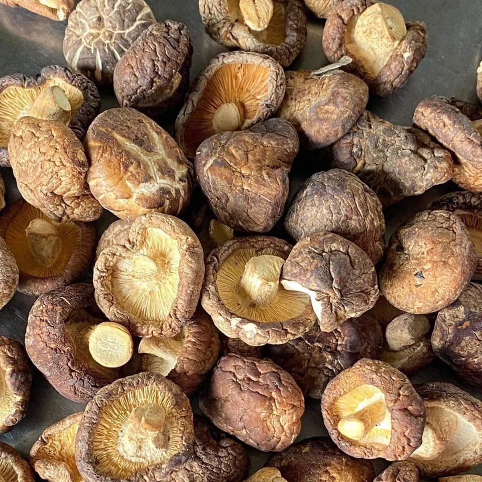 Натуральный сушеный гриб шиитаке, Выращенный во Вьетнаме с самой дешевой конкурентоспособной ценой в последнее время