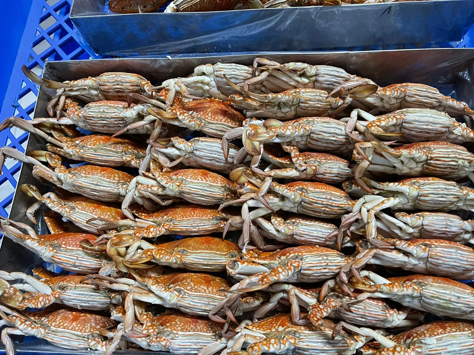 ATTRACTIVE PRICE OF TUNISIAN ORIGIN TOP QUALITY FROZEN COOKED WHOLE CRAB FREEZING BY NITROGEN FREEZER