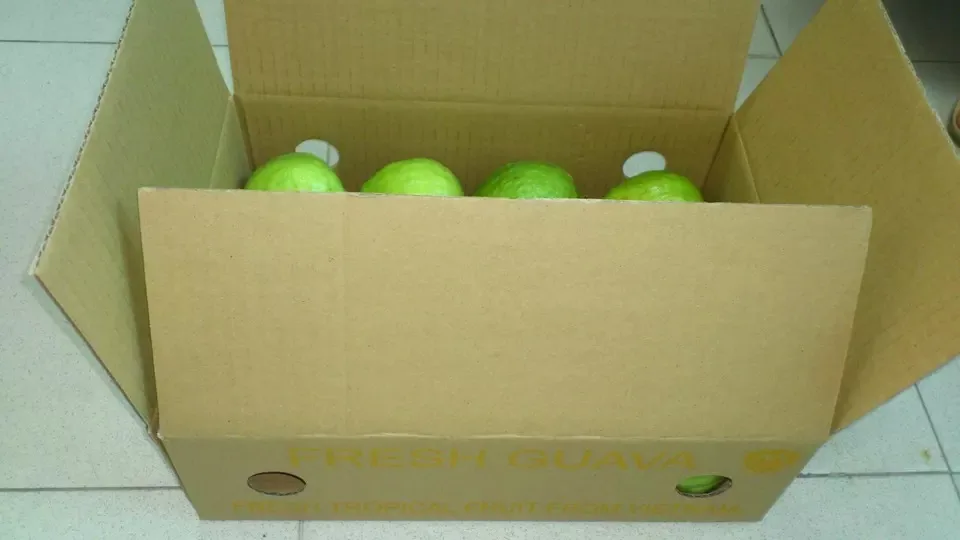 GUAVA Max Bag Green Sweet Style Packing Organic Color Weight Skin Method Natural ORIGIN Type Shape FLESH Quality Size Product