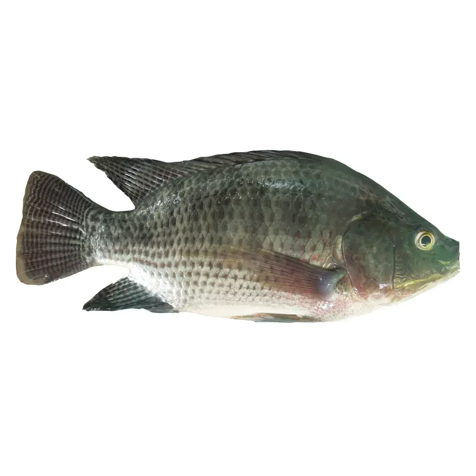 Frozen Fish Vietnamese Wholesale Fresh Black Tilapia IQF Frozen Customize Packing Export In Bulk Seafood