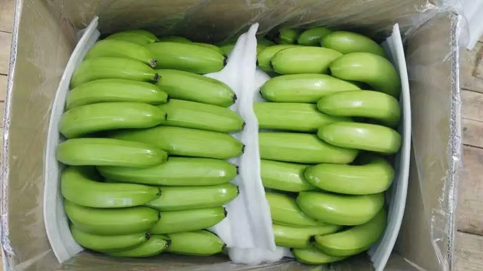 Hot Sale Fresh Bananas Green Cavendish Banana / Tropical Plantains Fresh Green Bananas Cavendish Fresh Fruit From Vietnam