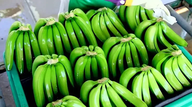 2023 оптовая продажа хорошее качество конкурентоспособная цена вкусный вкус Свежий Кавендиш Банан