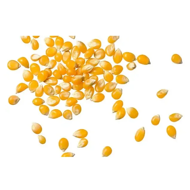 Лидер продаж богатые витамином А зерна кукурузы для приготовления и кукурузных блюд доступных оптового экспорта из