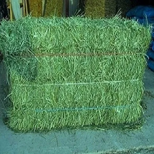 Buy Organic Alfalfa Grass Hay in Netherlands/ Alfalfa Hay Pellets For Animal Feed For Sale Bulk