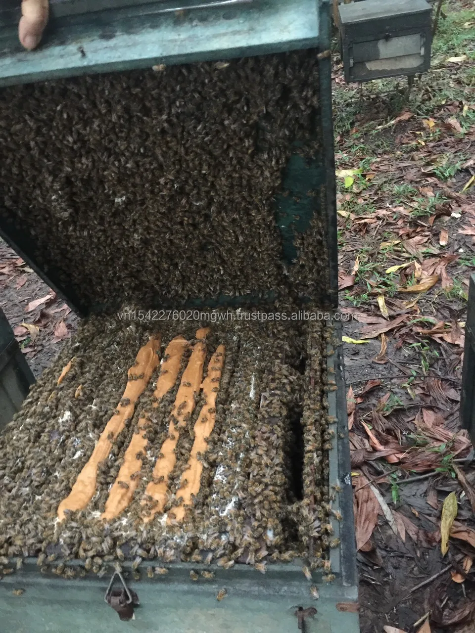 Raw Viet Nam Raw Honey wholesale in 290 kg drum, NMR typical, HMF not detective, fresh collected