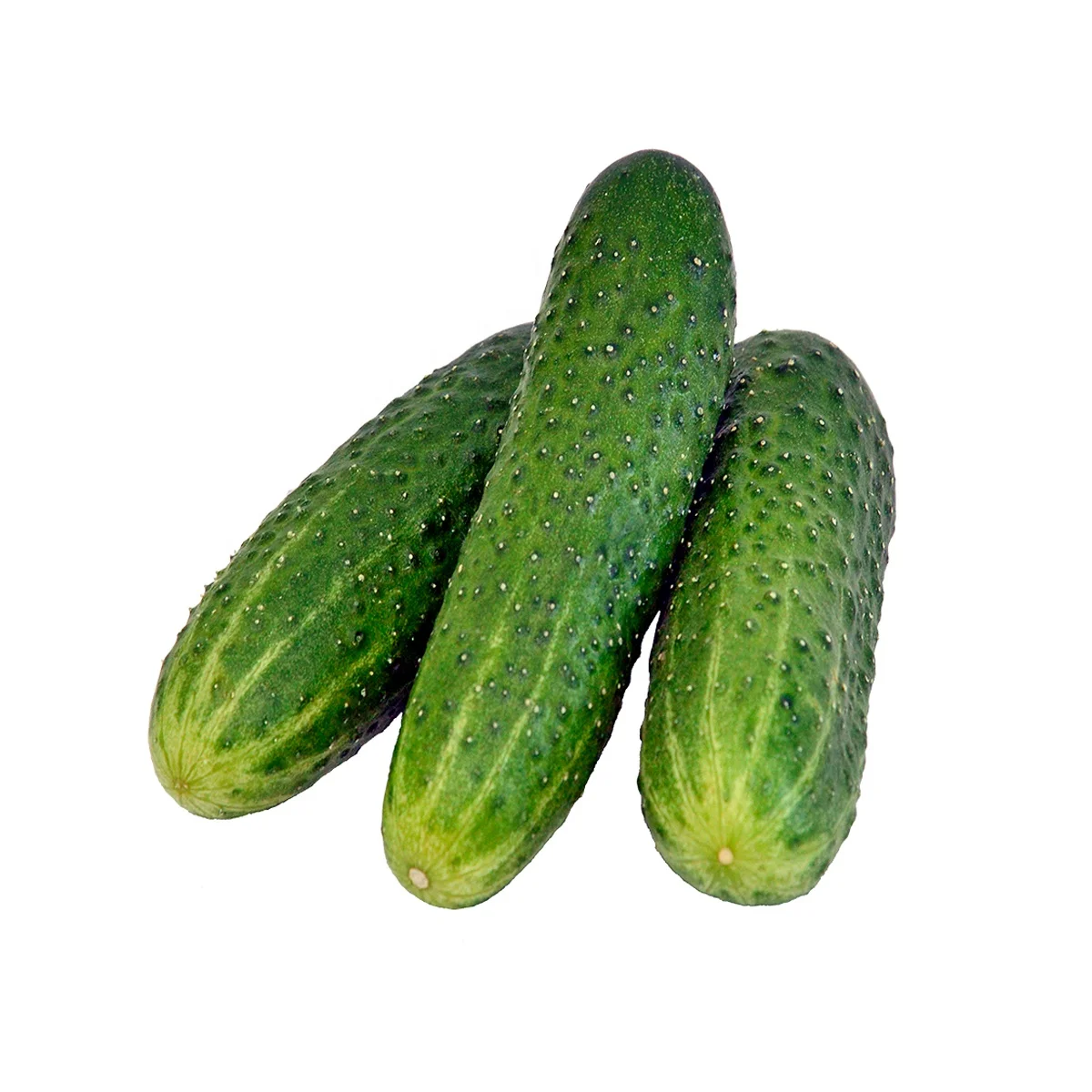 High grade fresh vegetables 6 kg in plastic or carton box natural fruits from Uzbekistan Fresh cucumber for food