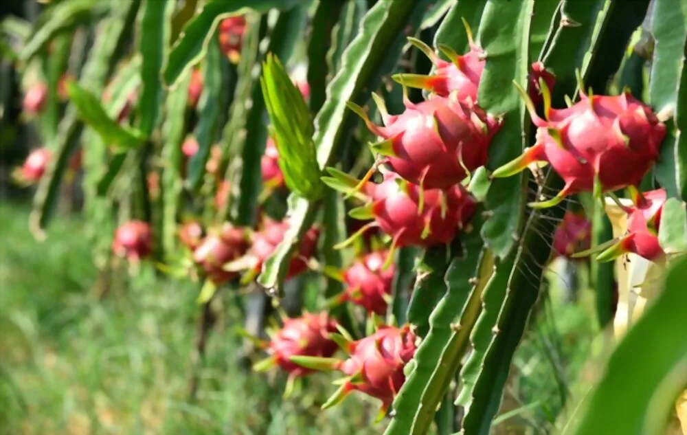 350-650 gram Dragon Fruit / Grade A For Export | Vietnam Agriculture Food CO., LTD