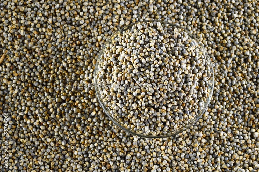 Animal Feed Green Millet Available For Export