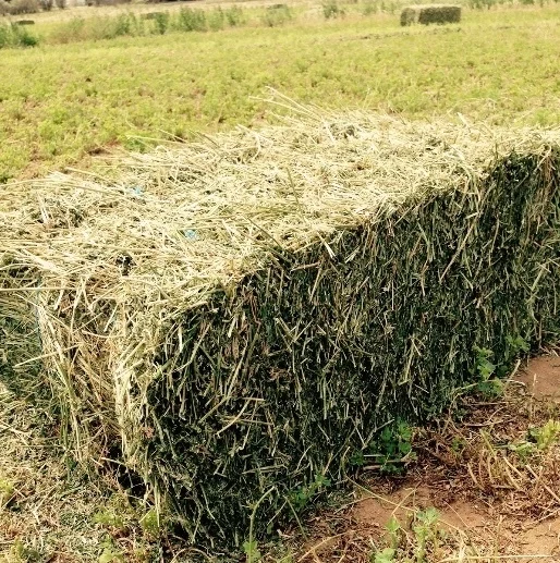 Top Quality Alfalfa Hay Feed Bales Packaging Cattle horse Food Grade for Animal Feeding Stuff Alfalfa