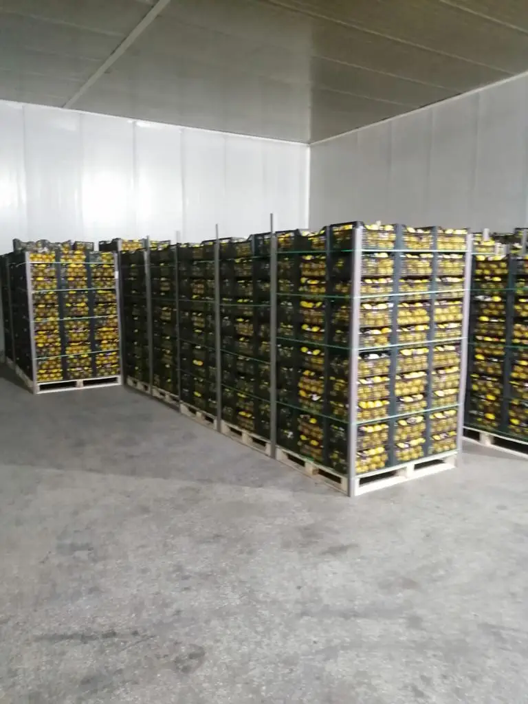 LEMON SOUR JUICY TURKEY WHOLESALE FRESH HIGH QUALITY LEMON LIME FRUIT FRESH LEMONS FOR SALE AGROWELL TURKISHGOODS