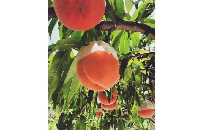 Sweet Japanese Peach Fruit Pack